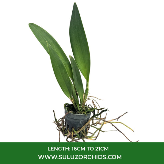 Cattleya Orchid Plant Pink Pleat Seedling