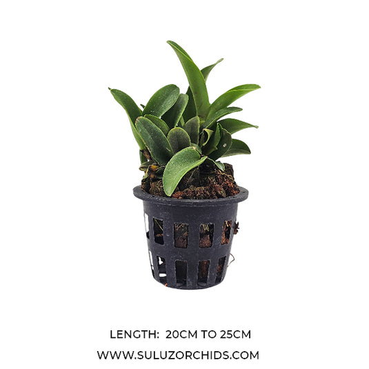 Cattleya orchid C.Qing Ming Cat big plant mature plant ready to flower with healthy green foliage