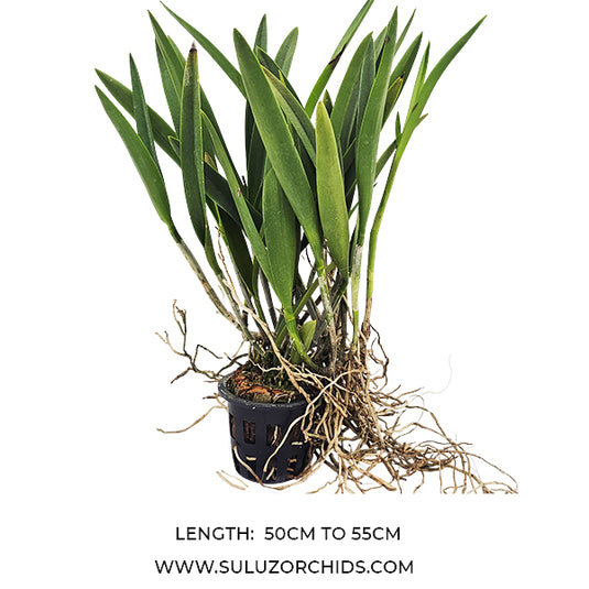 Cattleya Orchid Plant Yellow Bird Mature - Ready To Flower