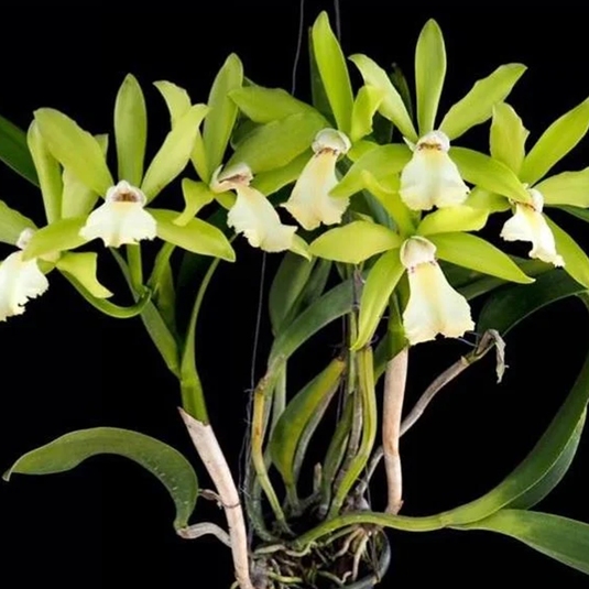 Cattleya Orchid Plant Rby. Suwan Superbug Netrasiri Beauty Seedling