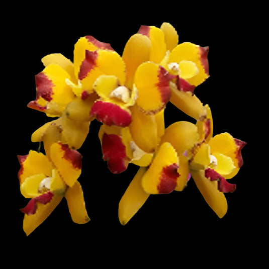 Cattleya orchid Rlc.Plaenpit Crown soft yellow and white flower with deep purple lip and ruffled petals