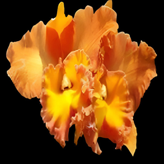 Cattleya orchid Rlc.Suvarnabhumi Delight soft orange and white flower with vibrant magenta lip and ruffled petals