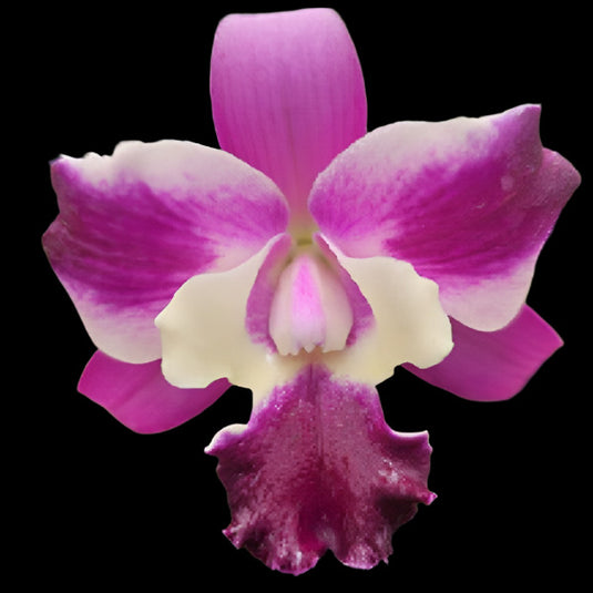 Cattleya Orchid Plant Rth. Chomyong Beauty x Siam Dragon Hybrid Seedling