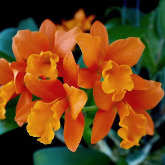 Cattleya orchid bright orange flower Rth Netrasiri Star