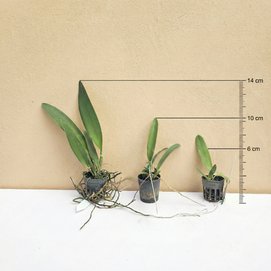 Cattleya Orchid Plant Blc.Almakee Tip Malee Seedling