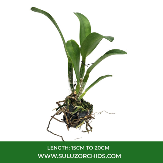 Cattleya Orchid Plant Smiling Lady Seedling