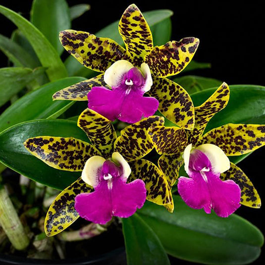 Cattleya Orchid Plant Tosapol Spot x aclandiae Seedling