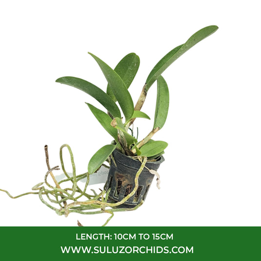 Cattleya Orchid Plant Tosapol Spot x aclandiae Seedling