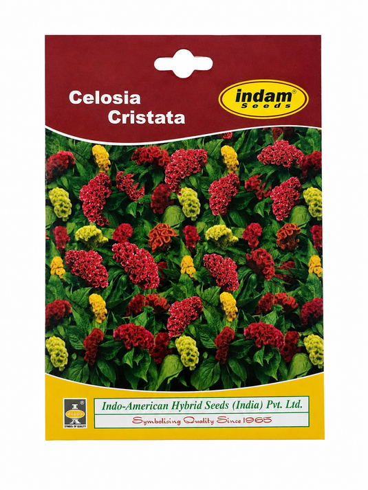 Celosia Cristata Coral Seeds