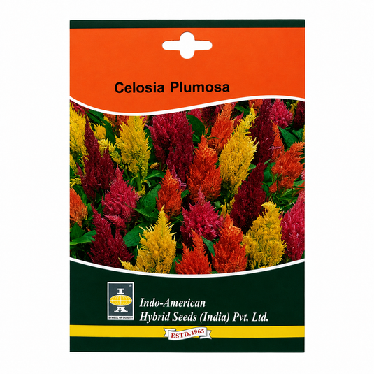 Celosia Ice Cream Mix Seeds
