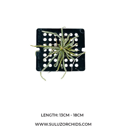 Exotic Orchid Chiloschista Nakonpathomensis ( NAKONPATHOM )