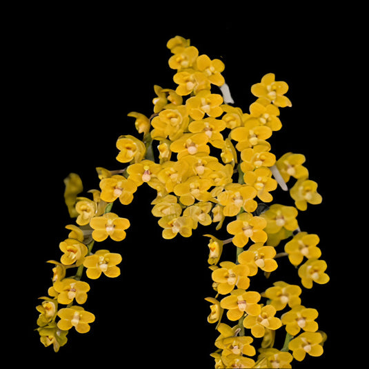 Exotic Orchid Chiloschista Nakonpathomensis ( NAKONPATHOM )