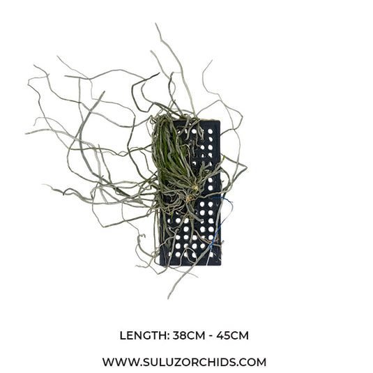 Oncidium Exotic Orchid Chiloschista Parishii 'Suanpung'