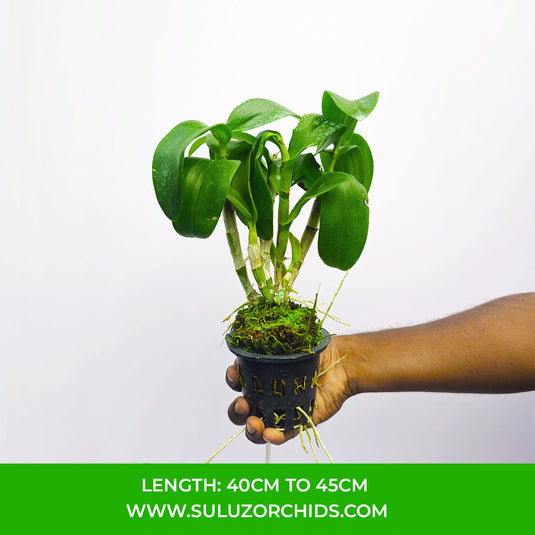 Dendrobium Orchid Thonchai Gold x Udom Yellow Mature Bushy Plant- Ready To Flower