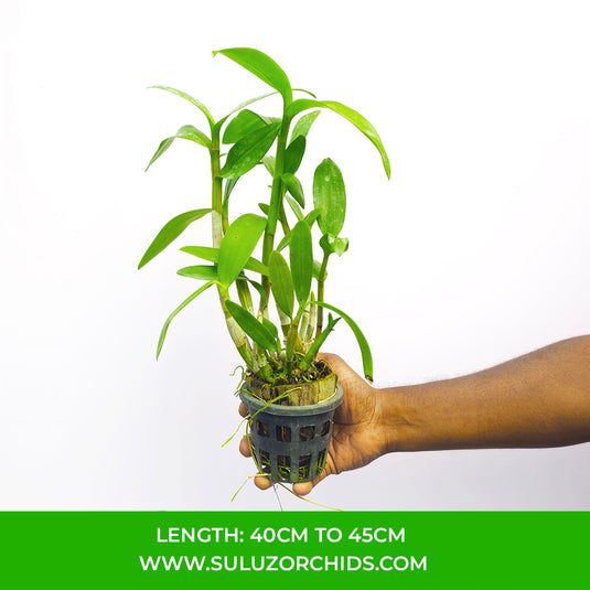 Dendrobium Orchid Earsakul Medium Stage