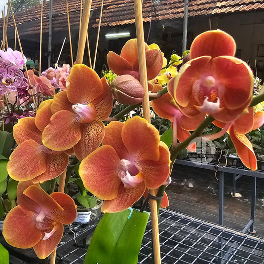 Phalaenopsis Orchid dame etna mature plant having bright orange -brown flowers