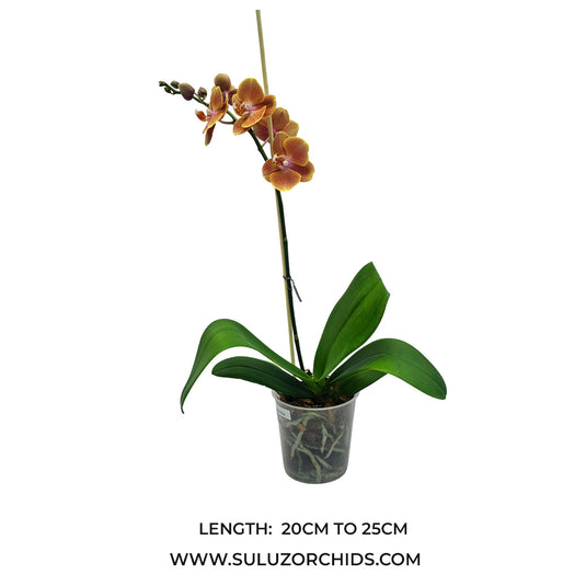 Phalaenopsis Orchid mature plant with healthy green leaves and buds or flowers