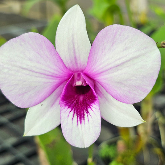 Dendrobium Orchid Apichart Rainbow #201 - Seedling