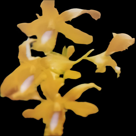 Dendrobium Orchid Ceasar Green x Canary Gold #188 - Seedling