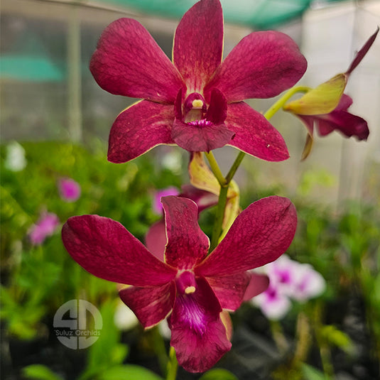 Dendrobium Orchid CKAi x Sampran Brown - Seedling