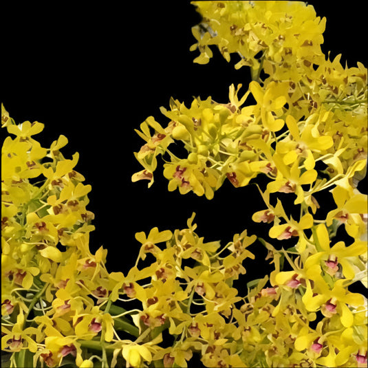 Dendrobium Orchid Pensuda Fragrance- Seedling