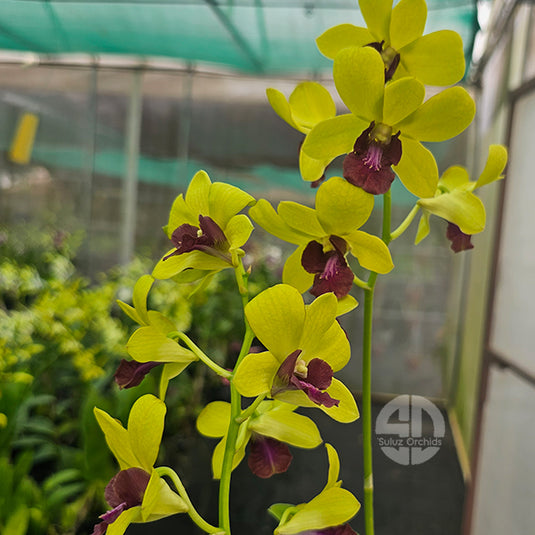 Dendrobium Orchid Thongchai Gold #298 - Seedling