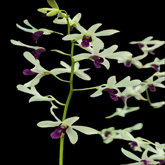 Dendrobium Orchid Woon Leng - Seedling