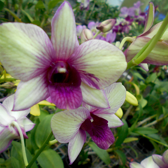Dendrobium Orchid Rynco Green Star Mutation - Medium Stage