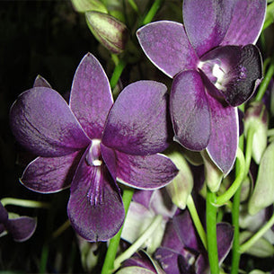 Dendrobium Airway Blue Orchid - Blue Angel - Medium Stage