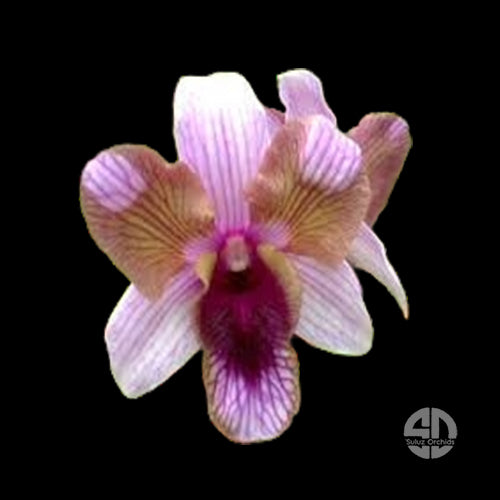Dendrobium Orchid Plant Star Bright No790- Seedling