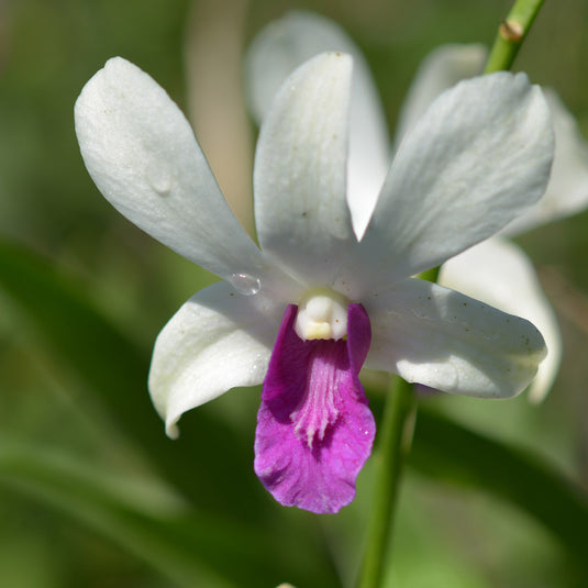 Dendrobium Orchid Charming White - Medium Stage