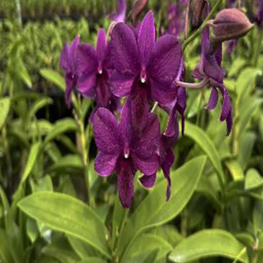 Dendrobium Orchid (Airway Blue x Blue Angel) #2 Mature Bushy Plant - Ready To Flower