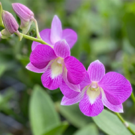 Dendrobium Orchid Plant (Burana Pink x compactum) #287 - Seedling
