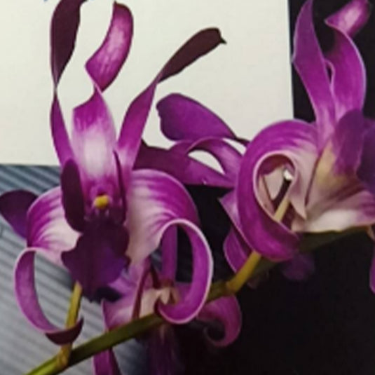 Dendrobium Orchid Plant Caesar Dark Purple #115 - Seedling