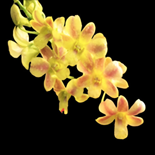 Dendrobium Orchid Plant Den.(Gold Flush x May Neal) x laisanthera # 1474- Seedling