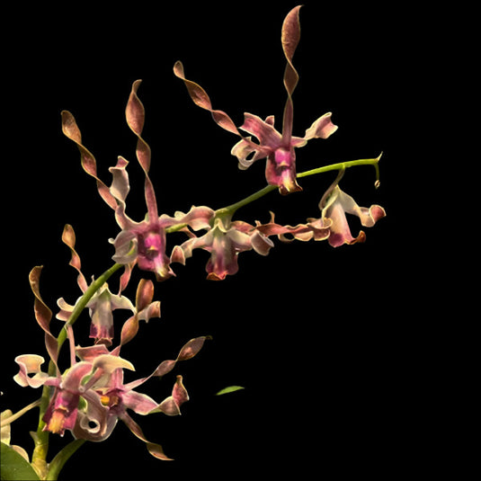 Dendrobium Orchid (Jairak Helix x Burana Twist) Mature Bushy Plant - Ready To Flower