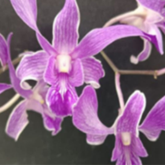 Dendrobium Orchid Plant (King Cobra x Warawan) #162 - Seedling
