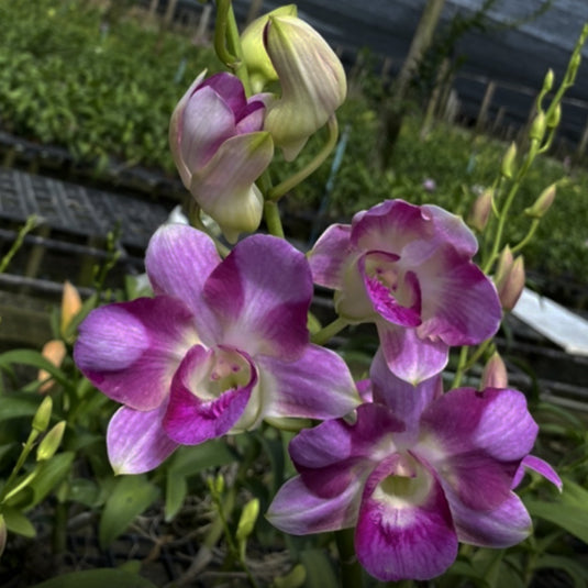 Dendrobium Orchid King Dragon#3 Mature Bushy Plant - Ready To Flower