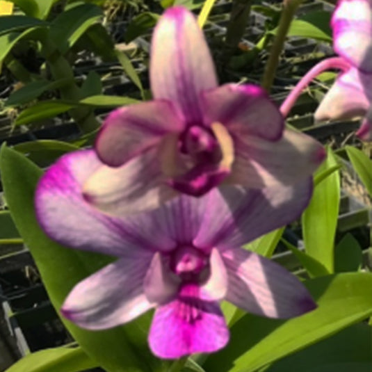 Dendrobium Orchid Pop's Eye New Mature Bushy Plant - Ready To Flower