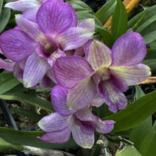 Dendrobium Orchid (Pretty Princess x compactum) Mature Bushy Plant - Ready To Flower