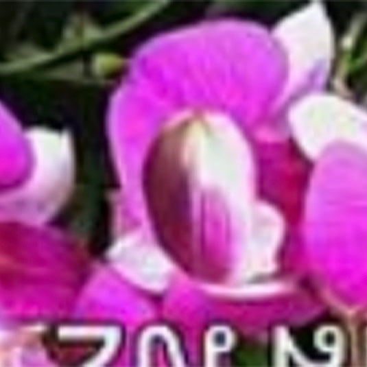 Dendrobium Orchid Plant (Tri Angel x Sirirattana) #1 Seedling, soft pink flower