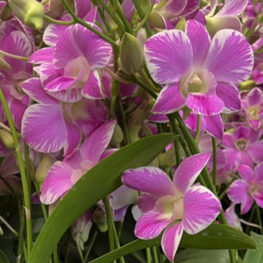 Dendrobium Orchid (Walter Oumae x Waipahu) Mature Bushy Plant - Ready To Flower