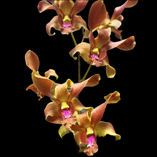 Dendrobium Orchid Burana Jade x lasianthera Mature Bushy Plant- Ready To Flower