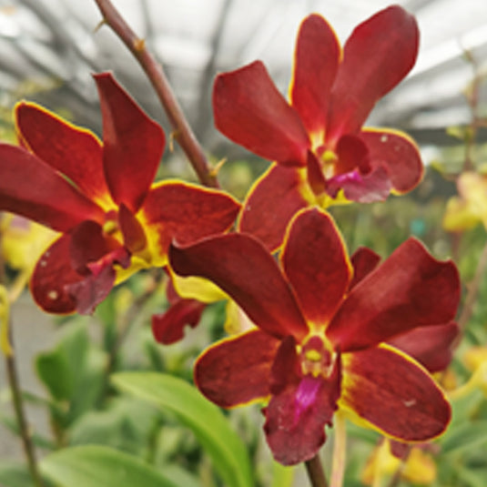 Dendrobium Orchid Plant Lipstick- Seedling