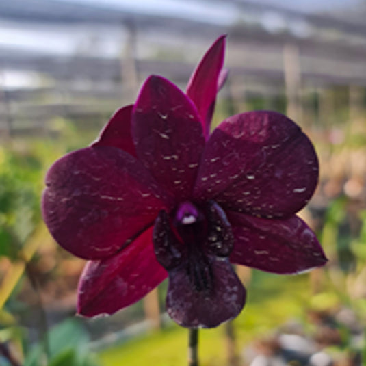 Dendrobium Orchid Plant Airy Crimsom - Seedling