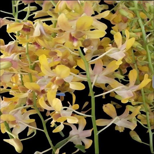 Dendrobium Orchid Ancheng Splash Mature Bushy Plant - Ready To Flower