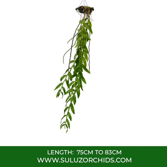 Dendrobium Orchid Anosmum 'Alba' x Anosmum 'Pink Taiwan' Exotic Plant