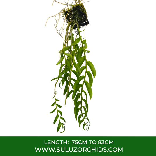 Dendrobium Orchid Anosmum x Anosmum' A touch of Class' Exotic Plant