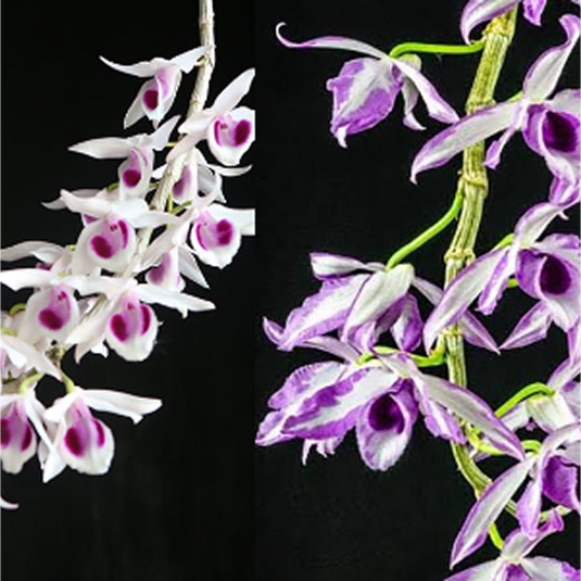 Dendrobium Orchid Anosmum x Anosmum' A touch of Class' Exotic Plant