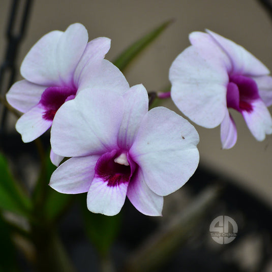 Dendrobium Orchid Apichart Rainbow#246-Medium Stage